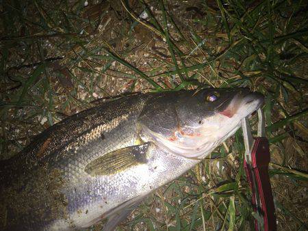 渋い中でなんとかシーバス